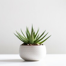 Beautiful Mini Green Aloe Vera House Plant On Pot Picture