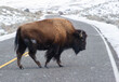 bison crossing road with snow in winter