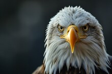 Close-up Of A Bald Eagle's Head With A Bright Yellow Beak And Sharp Eyes On A Blurred Background.