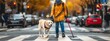 Dog blind guide service person disabled impaired help labrador eye sight man visual animal.  Pet dog guide people blind worker stick rescue day road woman special senses cross helper street cane walk