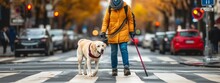 Dog Blind Guide Service Person Disabled Impaired Help Labrador Eye Sight Man Visual Animal.  Pet Dog Guide People Blind Worker Stick Rescue Day Road Woman Special Senses Cross Helper Street Cane Walk