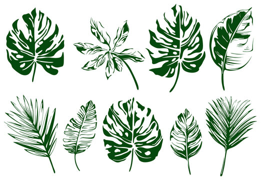 Abstract set of tropical leaves isolated on white background. Hand drawn illustration collection.