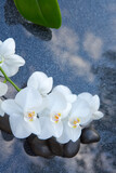 Fototapeta Kwiaty - White orchid and black spa stones on the gray background.