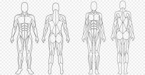 Male and female figure with anatomical muscles front and back view set. Red silhouette of muscle structure with biological outline of structure for medical and training vector design