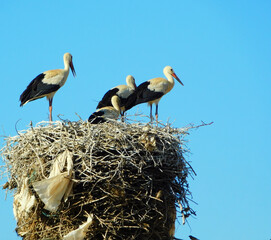 Wall Mural - white stork on clear sky day, showcasing animal wildlife