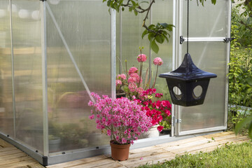 Wall Mural - azalea japonica et mollis ‘homebush’ dans une serre de jardin