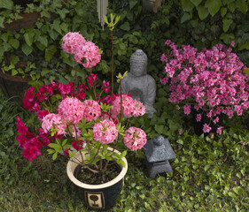Wall Mural - azalea japonica et mollis ‘homebush’
