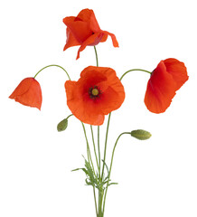 Wall Mural - coquelicots