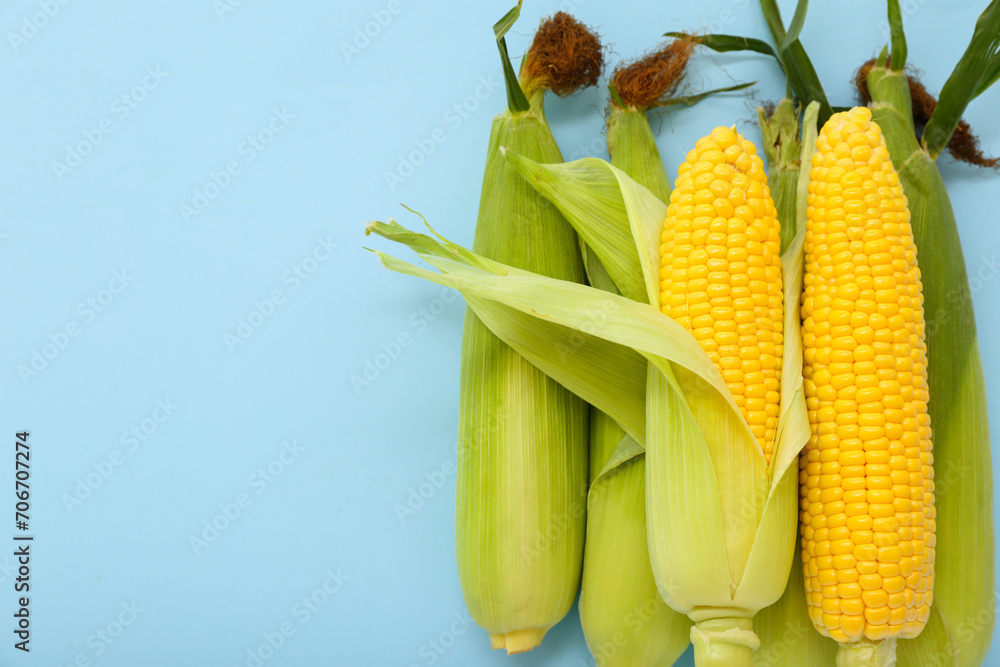 Fresh corn cobs on blue background