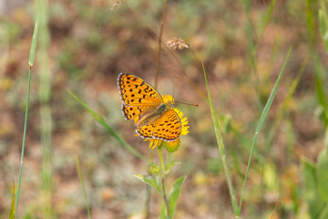 Niobe Fritillary butterfly on yellow coloured flower. Close-up, on the wing. (Argynnis niobe )