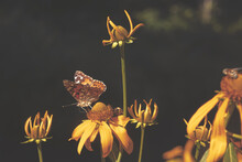 Butterfly On Yellow Daisy