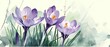 purple Crocus, early bloomer, artistic watercolor illustration for easter greeting cards, spring flower background banner