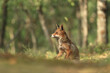 A young red fox sits attentively in the woods its ears perked up as it observes its surroundings