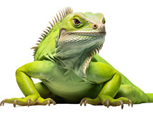 A Green Lizard With A White Background