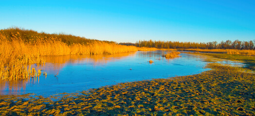 Wall Mural - Reed along the edge of a frozen lake below a blue sky in sunlight at sunrise in winter, Almere, Flevoland, The Netherlands, January 10, 2024