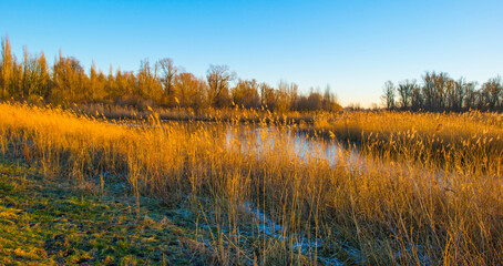 Wall Mural - Reed along the edge of a frozen lake below a blue sky in sunlight at sunrise in winter, Almere, Flevoland, The Netherlands, January 10, 2024