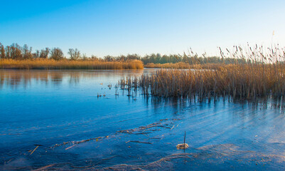 Wall Mural - Reed along the edge of a frozen lake below a blue sky in sunlight at sunrise in winter, Almere, Flevoland, The Netherlands, January 10, 2024