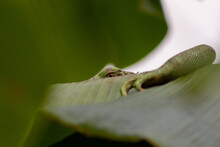 Green Iguana On A Green Leaf In The Rainforest Of Costa Rica