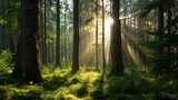 Fototapeta Pokój dzieciecy - A tranquil forest scene with sunlight filtering through the trees