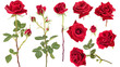© PixeloAI - set of red roses isolated on transparent background