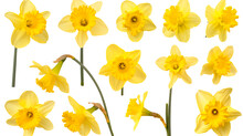 Set Of Beautiful Yellow Daffodil Flowers, Isolated Over A Transparent Background
