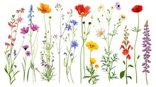 Wild Flowers Set Isolated On A Transparent Background