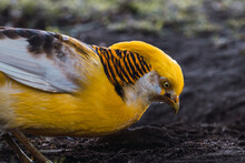 Golden Pheasant (Chrysolophus Pictus) Eating Among The Ground.