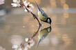 A great tit perches delicately on a blossoming branch over calm water, its reflection mirroring its pose