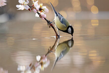 A Great Tit Perches Delicately On A Blossoming Branch Over Calm Water, Its Reflection Mirroring Its Pose