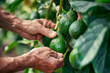 Close-up of hands picking avocados in orchard. Unrecognizable person