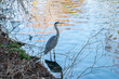 Tranquil landscape with a bird near the lake in the morning at sunrise.  Gray Heron (Ardea Cinerea) in a water canal in Almere, the Netherlands.