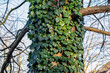 Climbing plant evergreen ivy on a tree trunk close-up.