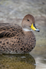 Canvas Print - A female duck swims on the surface.