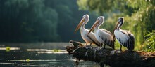 Nature In Romania Danube Three Pelicans Perched On A Log In A Serene Water Habitat Wildlife Delta Landscape. With Copy Space Image. Place For Adding Text Or Design