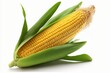Fresh corn on the cob with leaves isolated on a white background.