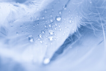  Fluffy blue feathers with water drops as background, closeup