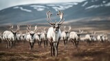 Fototapeta  - reindeer looking for food in iceland