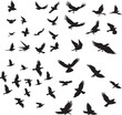 © Qurban Vector & Ai - Flying birds black silhouettes on white background