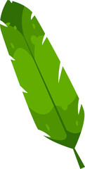 Banana palm leaves design. Banana leaves green element in environmental artwork. transparent, png. cartoon style, flat