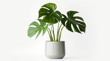 Canvas Print - Clean image of a large leaf house plant Monstera deliciosa in a gray pot on a white background isolated on white background,. Created using Generative AI Technology