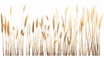 Canvas Print - Reeds isolated on white background isolated on white background,. Created using Generative AI Technology