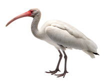 A White Bird With A Red Beak