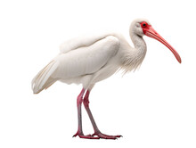 A White Bird With Red Beak