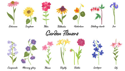 Poster - vector drawing garden flowers at white background, hand drawn botanical illustration, set of floral design elements