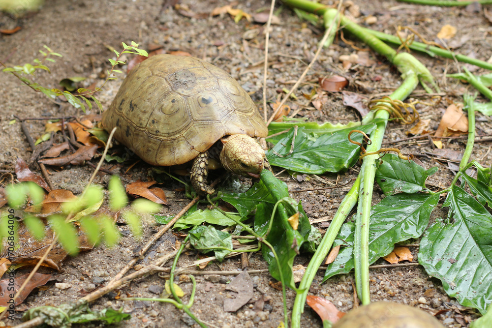 Foto de Stock Elongated tortoise in the nature, Indotestudo elongata ...