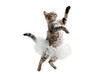 Agile Cat Captured Mid-Leap in the Air
