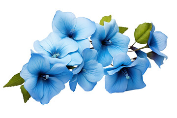 Top side closeup macro view of blue flowers with leaves, on a white isolated background PNG