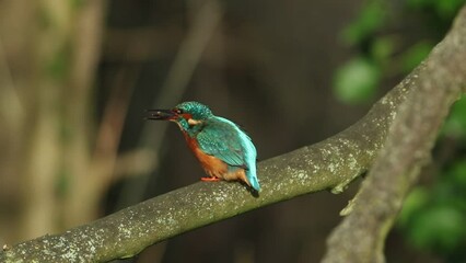 Poster - A young female Kingfisher, Alcedo atthis, perching on branch with a stickleback fish in its beak, it pounds the fish against the branch  to stun it. This makes it easier to manoeuvre, and then eat.