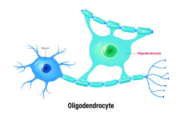 Wall Mural - Oligodendrocyte vector. Glial cells (neuroglia). Central nervous system.