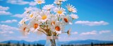 Fototapeta Desenie - daisy plant in flower vase